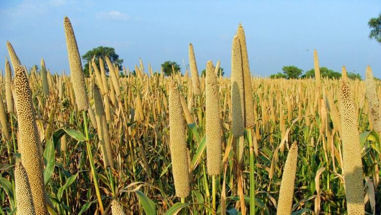ICRISAT Welcomes New Chapter as International Year of Millets Concludes
