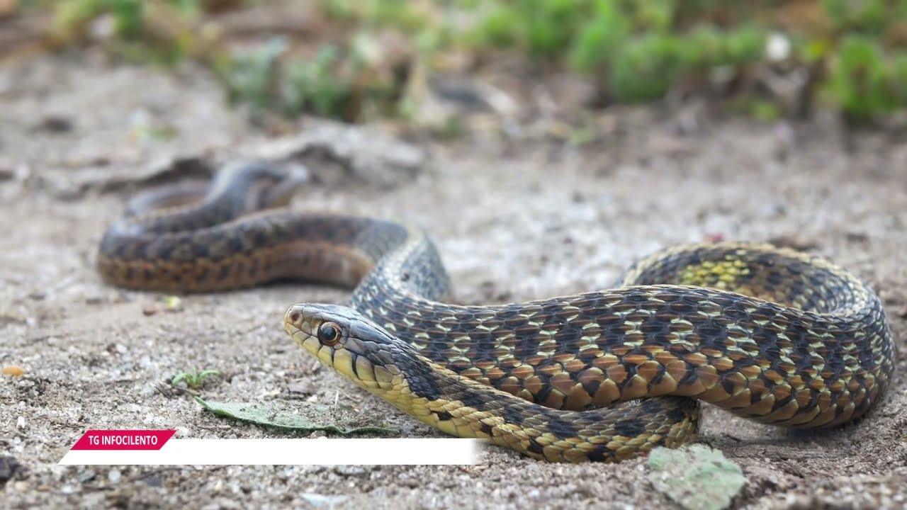 Ancora morsi di vipera nel salernitano, bimbo di 5 anni al Santobono. Ecco perché aumentano i casi