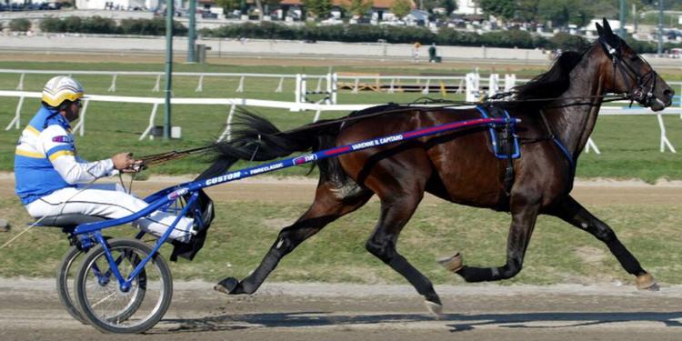 È morto Varenne, il cavallo trottatore più forte di sempre: aveva 31 anni