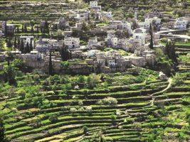 Cisgiordania, gli ulivi sradicati e la terra che grida