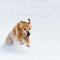 Les conseils de la SPA pour protéger ses animaux du froid