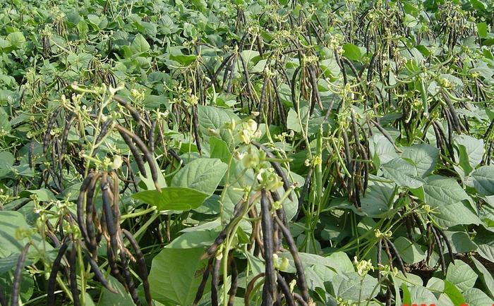 Mung Bean Pan-Genome Reveals Key Crop Traits