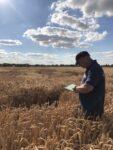 Great Wheat Traits Are Being Found. Why Aren’t More Reaching Breeders?