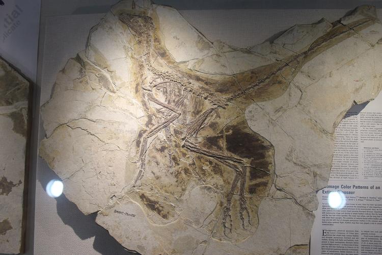 Scientists Discover Four-Winged Dinosaur That Changes How Birds Learned to Fly