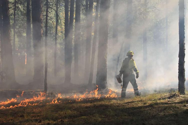 Espagne : incendie de forêt 800 ha brulés à Alicante