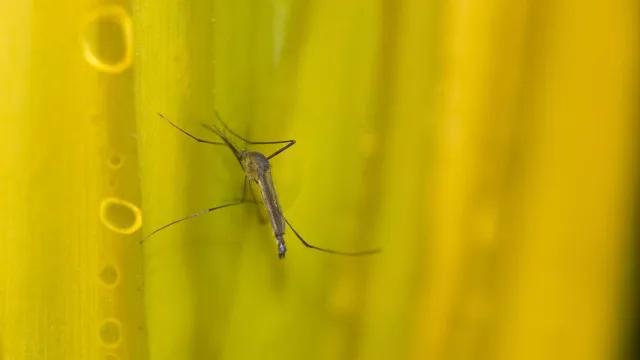 Estado de SP confirma mais duas mortes por febre amarela