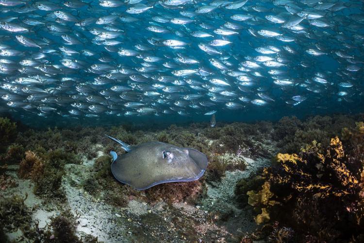 Fernando de Noronha faz 523 anos; conheça oito curiosidades do fundo do mar