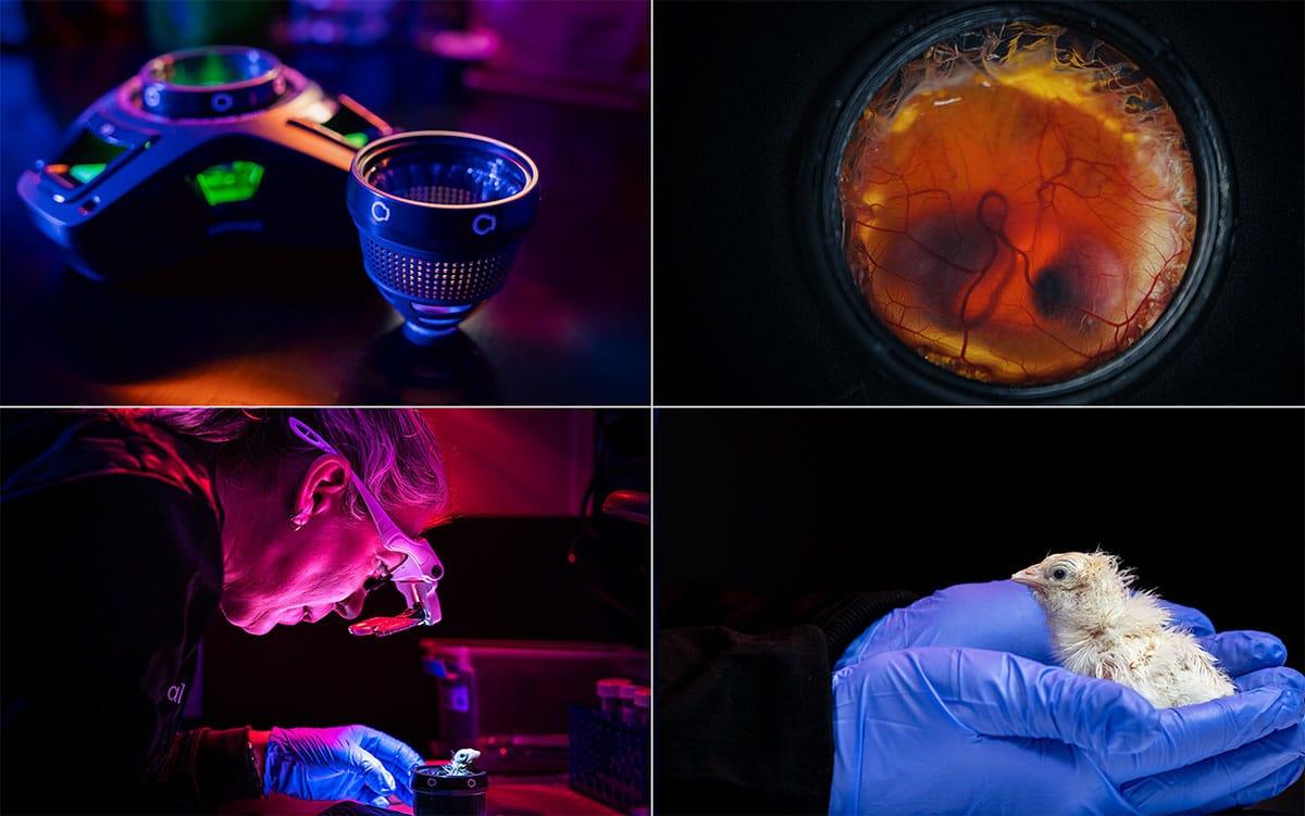 Künstliches Ei für ausgestorbene Riesenvögel? Biotech-Firma meldet Durchbruch bei Vogel-Embryonen