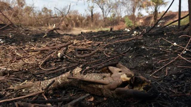 Área queimada no Brasil fica 31% abaixo da média histórica em 2025