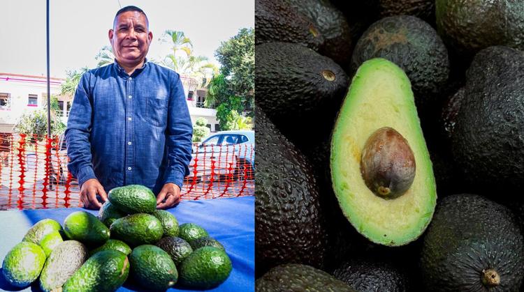 Productores de aguacate en Cuernavaca revelan la verdadera amenaza que vigilan en sus huertas