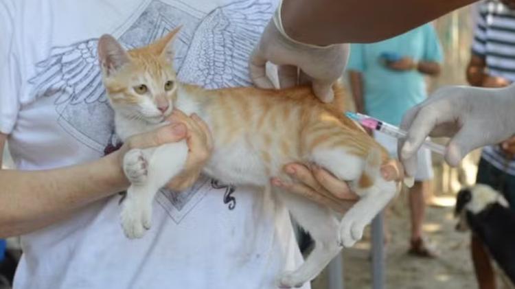 Vacinação contra a raiva para cães e gatos começa neste sábado (18) em áreas rurais de Teresina; veja calendário