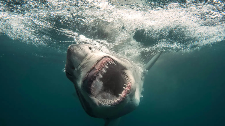 What to know about Discovery’s ‘Shark Week’ 2026