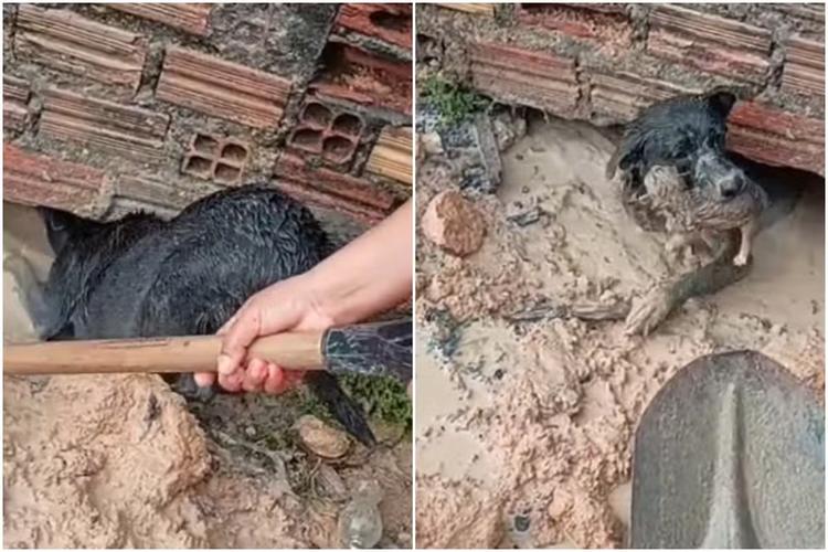 Cadela ouve filhotes presos e entra em área alagada para salvá-los em Manaus; VÍDEO