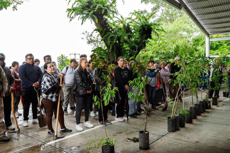 ¿Quieres talar o construir? Consultas públicas serán obligatorias para nuevas leyes ambientales