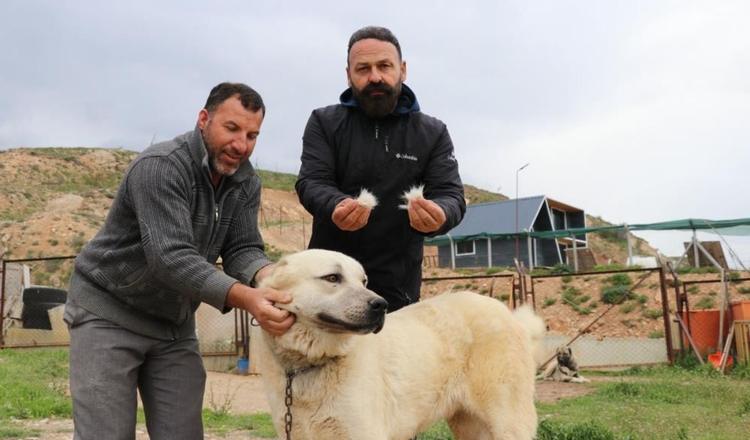 sivas kangalı, 