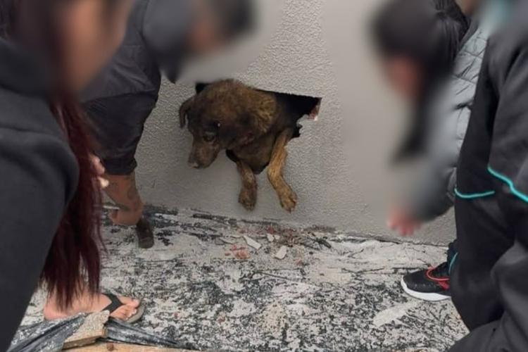 VÍDEO: vizinhos ouvem choro e encontram cadela desaparecida há mais de uma semana dentro de parede concretada em obra, no PR