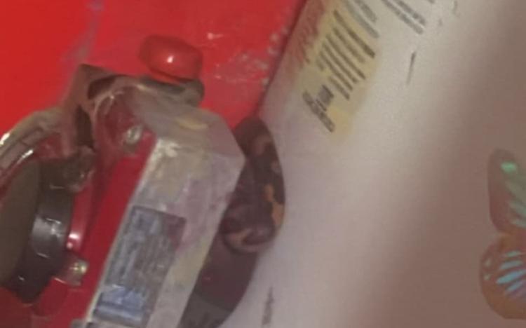 ¡Susto en el boiler! Encuentran víbora oculta en una casa de Jojutla