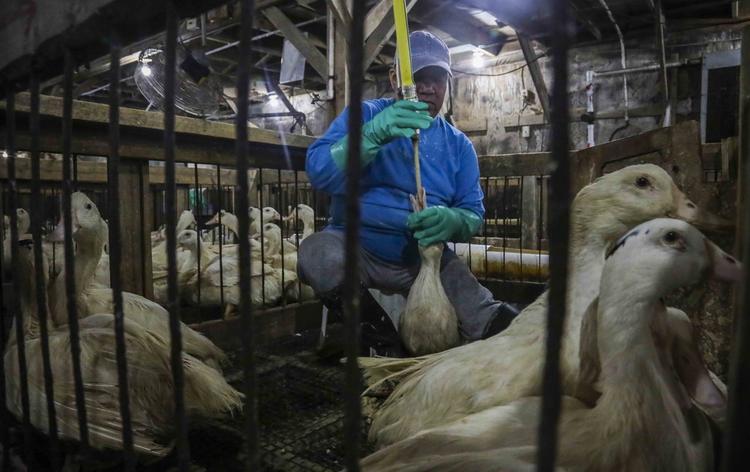 Como é feito o foie gras, alimento que foi proibido por Lula e reacendeu a tensão comercial com a França