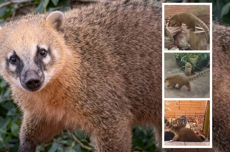 VÍDEO: 'Invasão' de quatis em casas preocupa no interior de SP; animais podem transmitir doenças