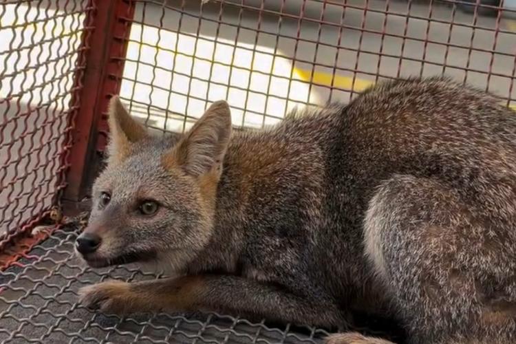 Assustada, raposinha-do-campo é resgatada em área urbana de Presidente Venceslau: ‘Muito dócil’, aponta biólogo