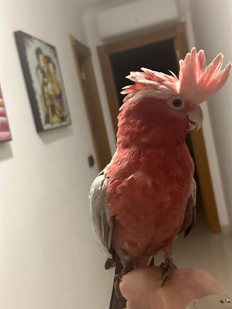 📣📣 LLAMAMIENTO VECINAL 🦜 Se ha perdido esta cacatúa, perteneciente a nuestro vecino Fernando Cáliz Muñoz. 📍 Se ha vi...
