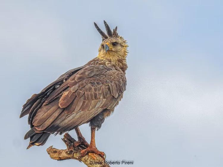 Águia-cinzenta, arara e mais: fotógrafo registra biodiversidade em parque no interior de SP
