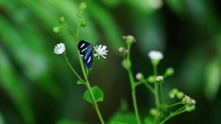 Projeto incentiva brasileiros a sair de casa para registrar animais e plantas
