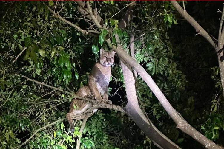 VÍDEO: pescadores são surpreendidos por onça-parda, se trancam no carro e filmam animal em cima da árvore no Paraná