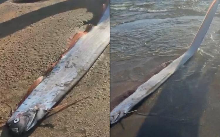 ‘Peixe do fim do mundo’: Goianos pescam peixe raro na Irlanda