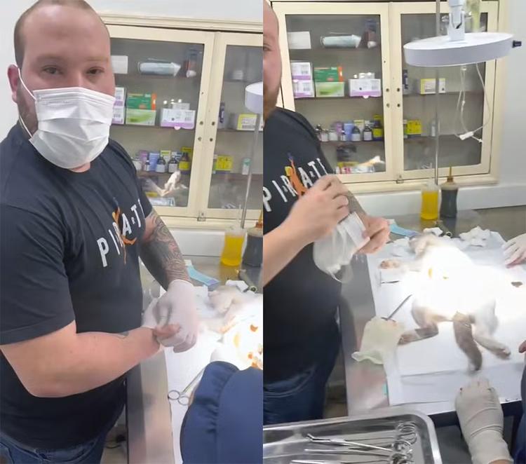 Falso veterinário é preso enquanto operava gato; outro bicho teve perna amputada