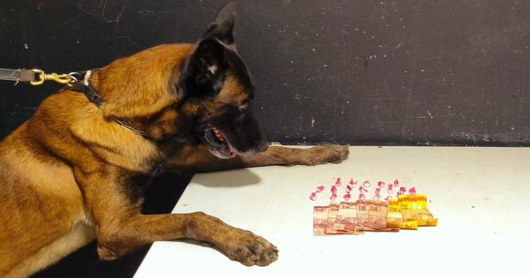 Cão farejador da PM encontra cocaína em beco conhecido pelo tráfico de drogas em Itajaí