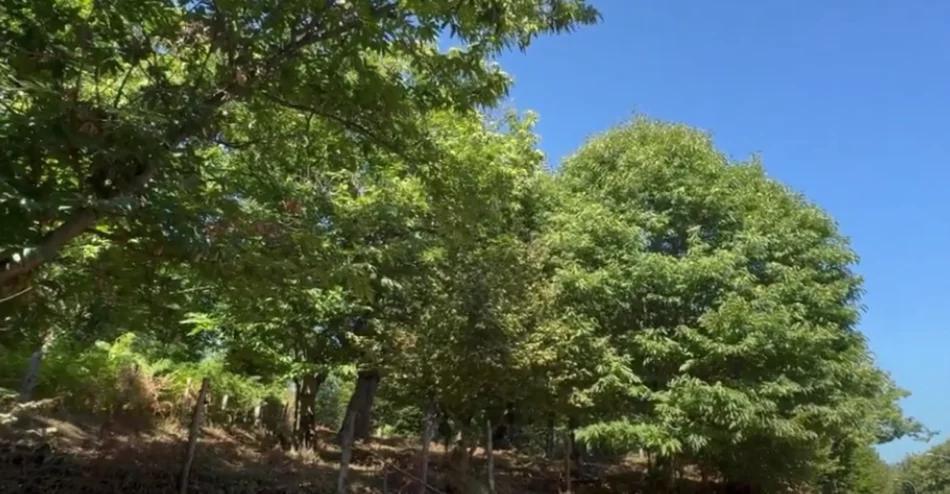 Magliano Vetere difende i castagneti: stop agli abbruciamenti per tutelare la lotta biologica al cinipide