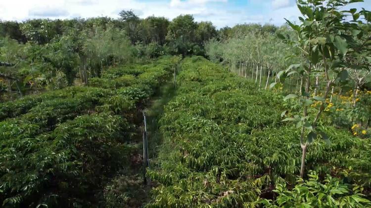 Café agroecológico ganha espaço no ES com produção sustentável e grãos com mais sabor