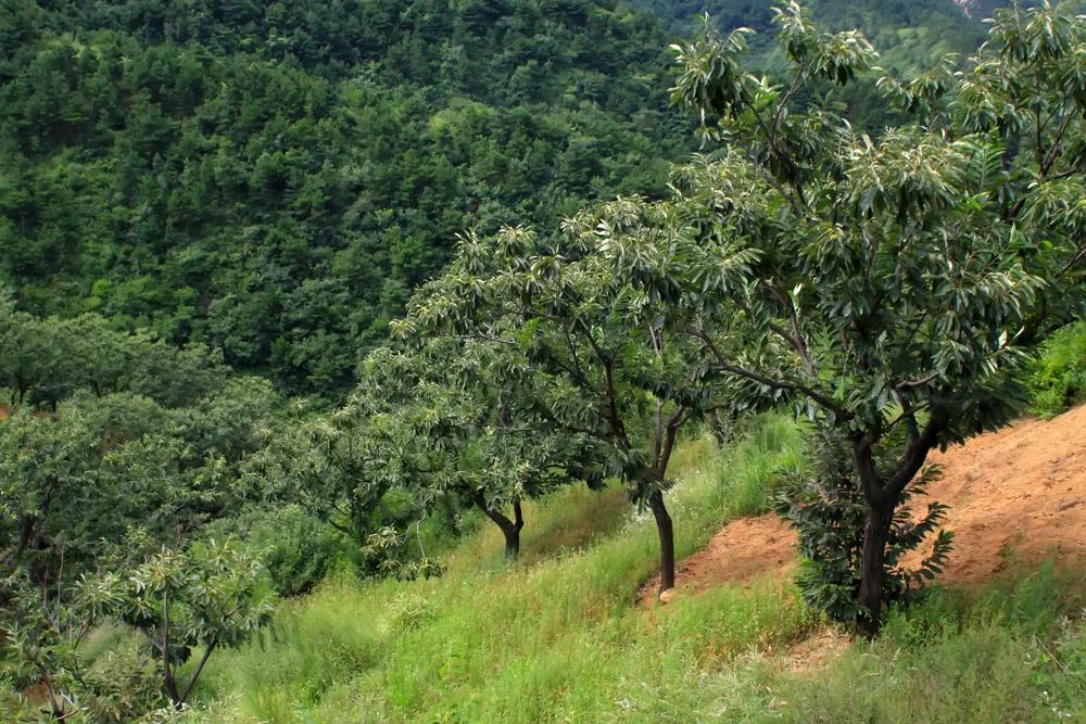 Emergenza cinipide del castagno a Futani: la Comunità Montana avvia il piano di contrasto biologico