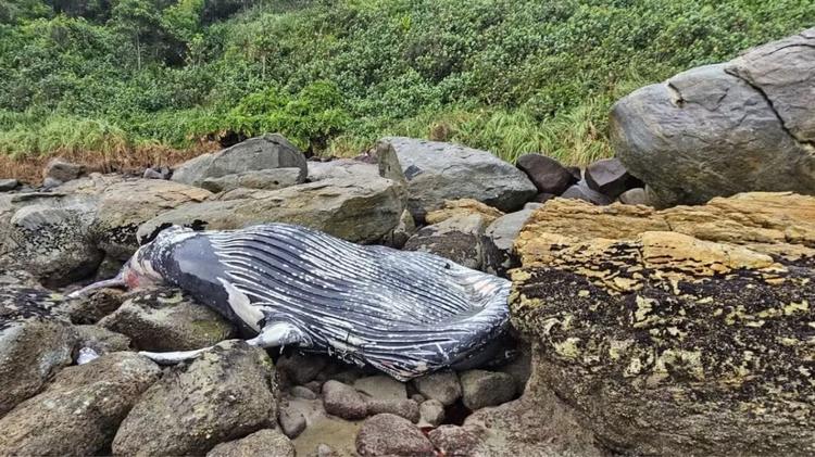 Baleia-jubarte é encontrada morta entre as pedras de praia em SC