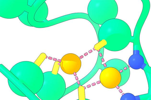 Grafische Darstellung des sog. Nickelback-Peptids mit einem Rückgrat aus Stickstoff-Atomen (blau), die jeweils zwei Nickel-Atome binden (orange).Copyright/Quelle: Nanda Laboratory