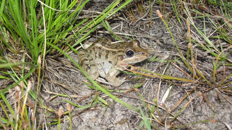 Foto colorida de uma rã-manteiga, nome popular da espécie Leptodactylus macrosternum. O anfíbio aparece no chão, ao redor de galhos secos