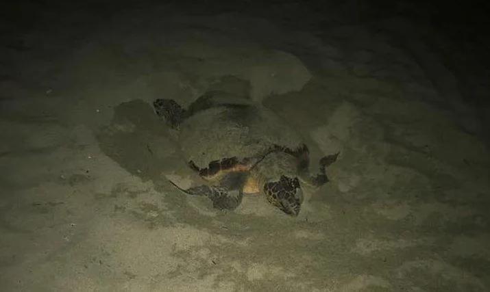Nuovo nido di tartaruga Caretta caretta ad Ascea: sale a 25 il bilancio in Campania