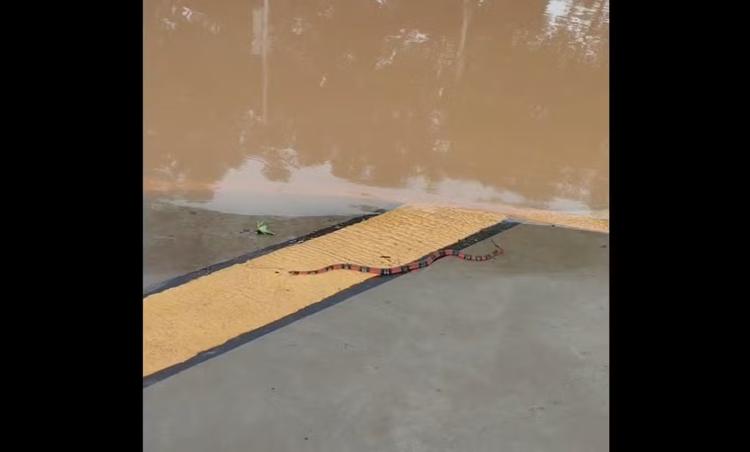 Cobra e tartaruga surgem em calçadas da região da Rua do Porto após Rio Piracicaba transbordar; VÍDEO