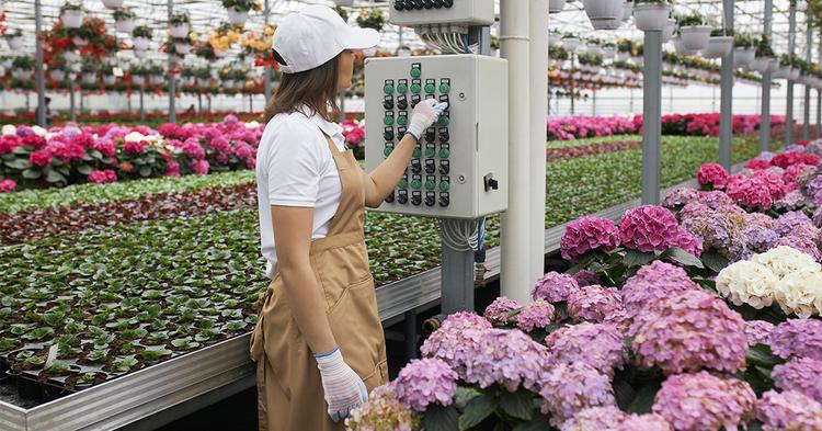 Cooperativa Cooperflora investe em usina solar de 1,2 MW para atender centro de cultivo