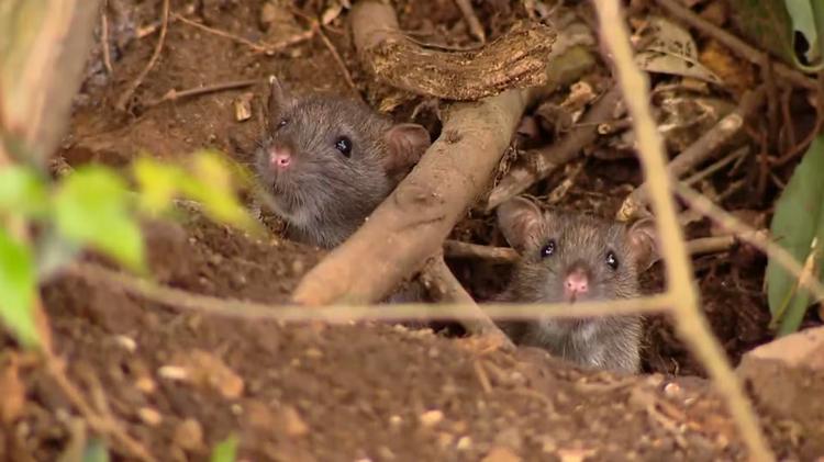 Infestação de ratos preocupa moradores e prefeitura confirma caso de leptospirose em Caxias do Sul