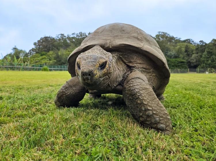 Tartaruga de 194 anos pode ajudar os humanos a viverem mais tempo