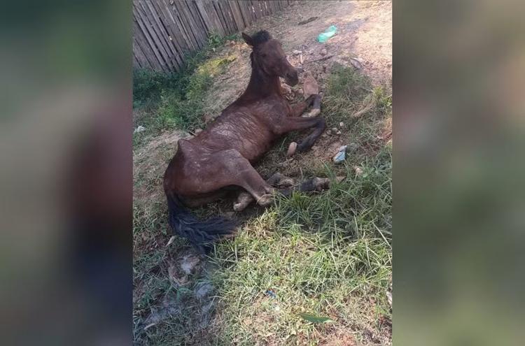 Cavalo debilitado é abandonado em rua de Santarém e moradora pede socorro