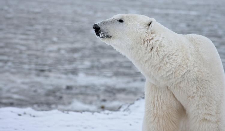 Neuer Vogelgrippe-Fall bei Eisbär auf Spitzbergen