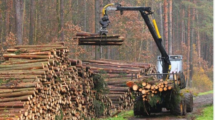 Occitanie : l’emploi dans la filière forêt-bois bondit depuis 2019