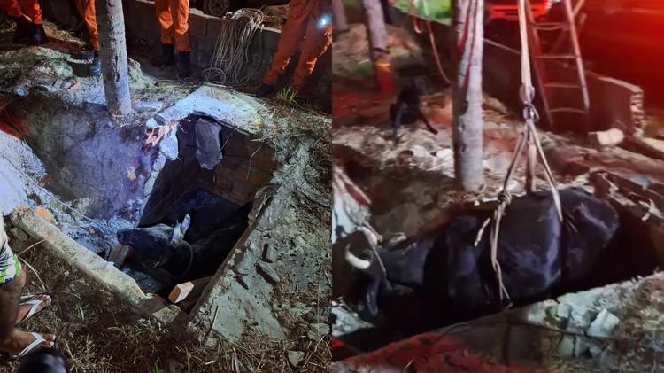 Vaca é resgatada de fossa após cair de altura de 2 metros no litoral do Piauí