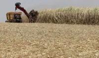 Governo libera R$ 270 milhões para apoiar produtores de cana do Nordeste