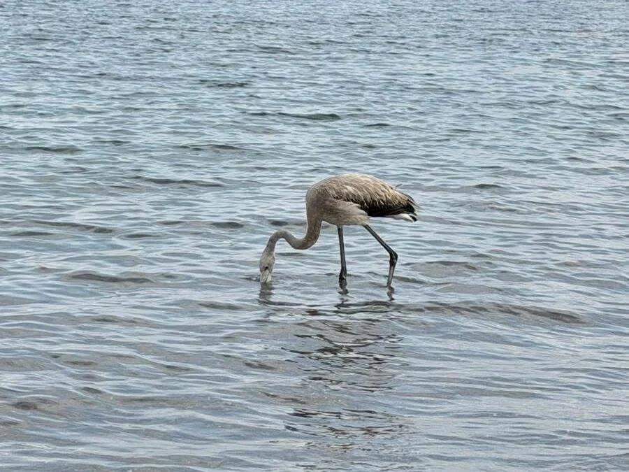 Fenicotteri avvistati sul litorale di Sapri: l’appello dell’Enpa per tutelarli