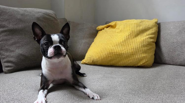 A black and white Boston terrier sits on a couch, photographed by Galaxy S26 Ultra