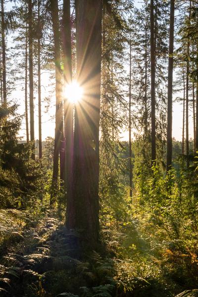 Trakt Forest Hotel - Sonnenaufgang